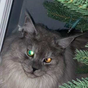 Meet your Posher, Sean